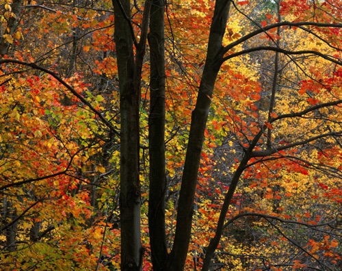 Red Maple, Sterling Forest State Park, NY (MF).jpg